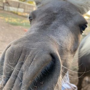 Meet your Posher, Allie